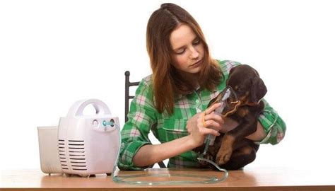 L asthme chez le chien causes symptômes et traitement