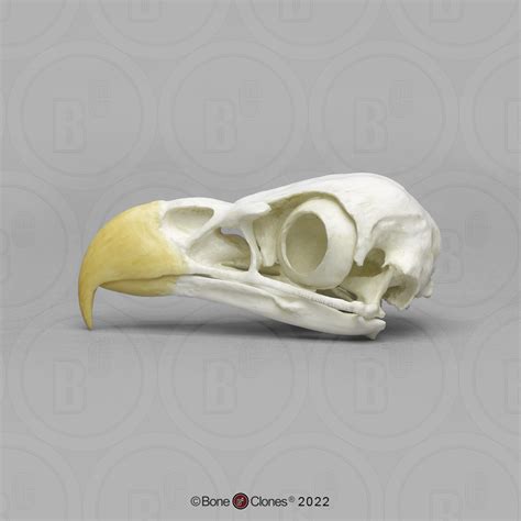Wildlife Skull Identification Forensic Set Bone Clones Inc