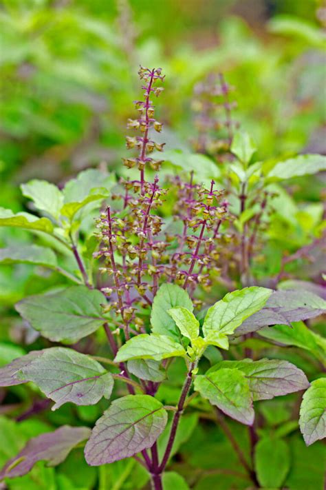 Tulsi Rama Shyam Green Ozean