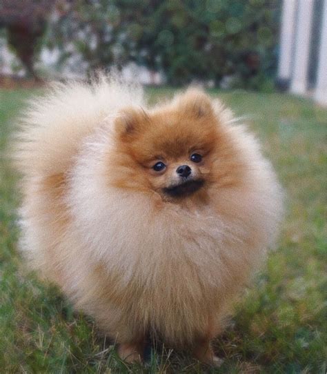 #pomeranian #pom #poms #puppy #fluffy #doggo | Pomeranian puppy