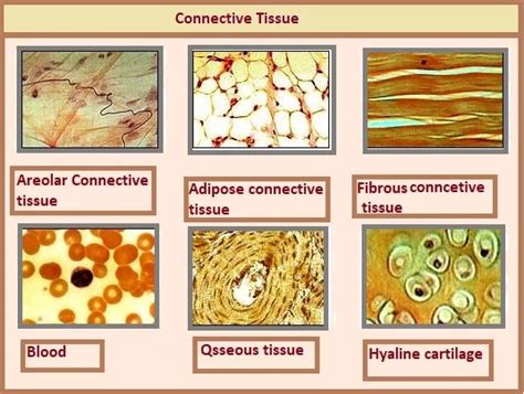 Connective Tissues Pcsstudies Biology Connective Tissues