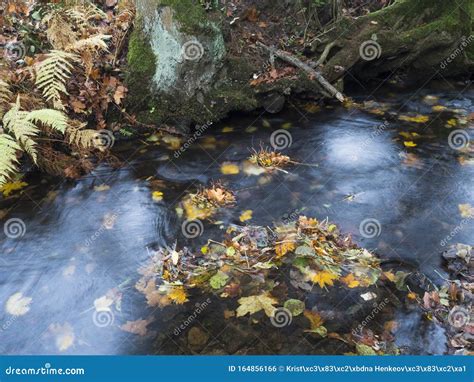 Long Exposure Magic Forest Stream Creek In Autumn With Stones Moss