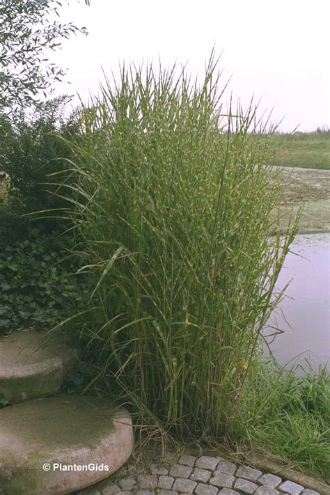 Miscanthus sinensis, the eulalia or chinese silver grass, is a species of flowering plant in the grass family poaceae, native to eastern asia throughout most of china, japan, taiwan and korea. Miscanthus sinensis 'Strictus' | Groeninfo.com