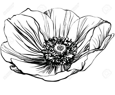 White Poppy Drawing Images Flower Line Drawings Poppy Drawing