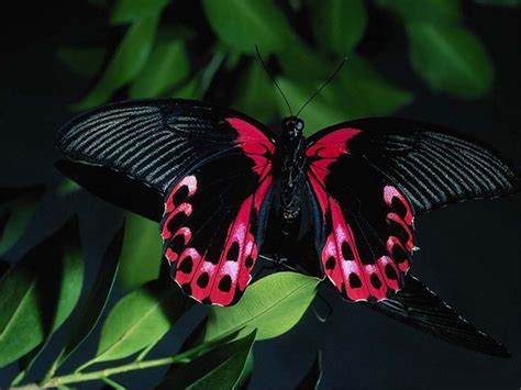 Beautiful Butterfly Wallpapers Mobile Wallpapers