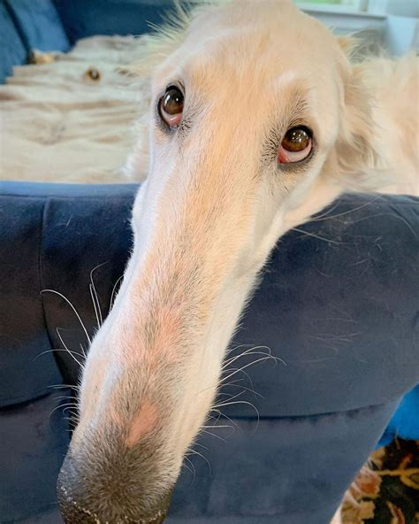 This Borzoi Sighthound May Have The Worlds Longest Nose And She Is
