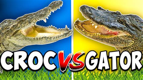 Alligator Vs Crocodile Whats The Difference Youtube