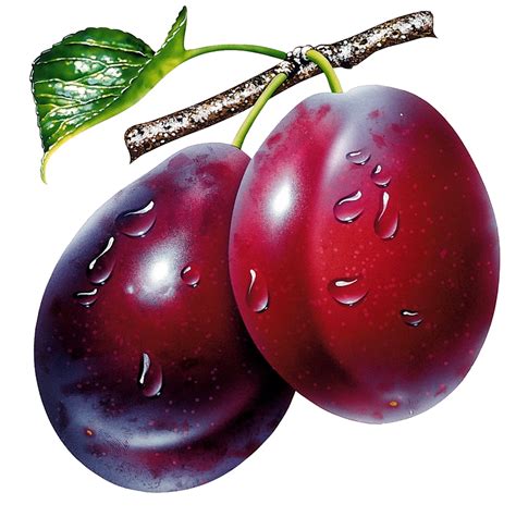 Collection Of Plum Hd Png Pluspng