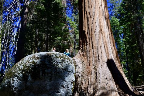 Tips For Visiting Sequoia National Park With Little Kids — A Mom Explores