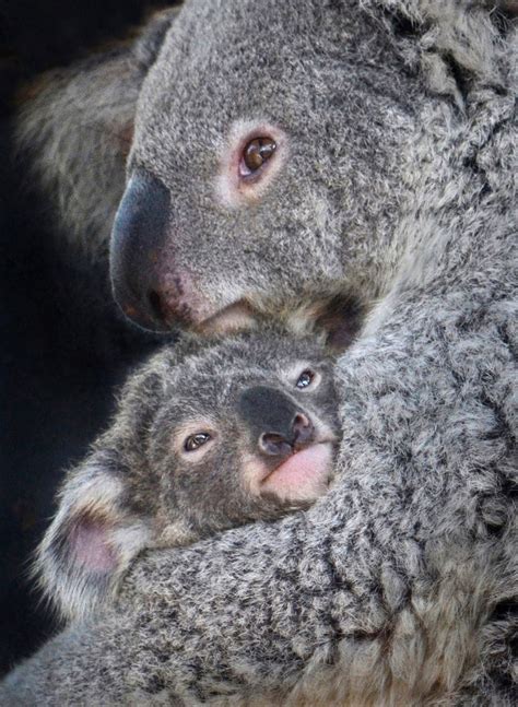 Koala Kuddle Cute Animals Cute Baby Animals Baby Animals
