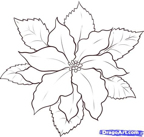Download 77,329 christmas flower stock illustrations, vectors & clipart for free or amazingly low rates! how to draw a poinsettia step 5 … | Christmas paintings ...