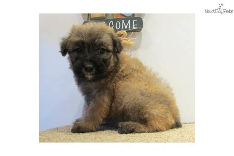 As previously mentioned, bouvier des flandres puppies would have been given their first vaccinations by the breeders, but they must have how much does a bouvier des flandres cost to buy? Bouvier Des Flandres puppy for sale near Southeast ...