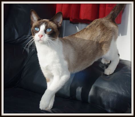 Seal Point Snowshoe Snow White With Images Pet
