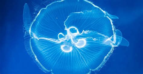 Jellyfish Can Sense Their World Around Them Even Without Eyes