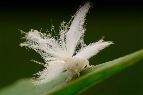 The Planthopper Nymphs Dazzling Style Of Protection