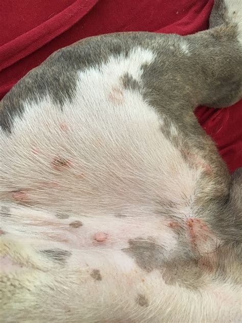My Dog Has What Looks Like Ringworm Or Some Form Of Dermatitis He Also