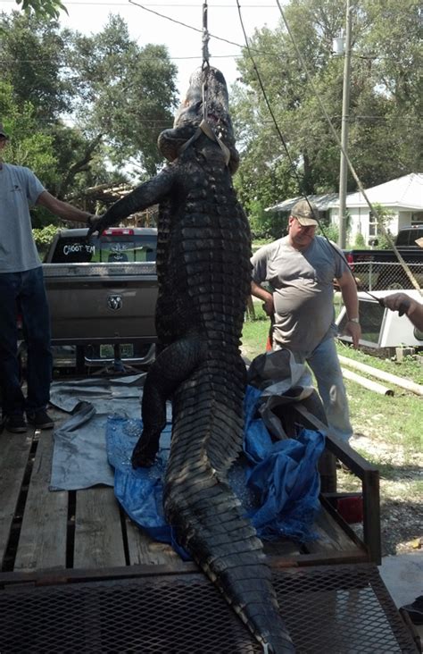 Florida Trapper Catches Monster 14 Foot Alligator In A Residential Lake