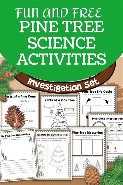 Pine Tree Science Activity For Kids Hess Un Academy