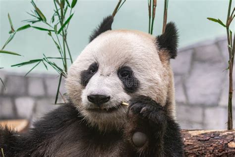 Giant Panda Ailuropoda Melanoleuca Head Portrait Eating Bamboo Stock
