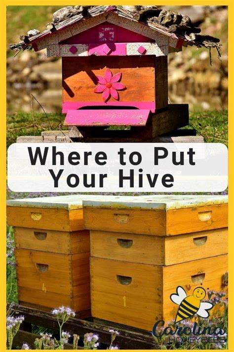 Finding The Best Location For Your Hive Bee Keeping Bee Keeping