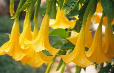 Brugmansia Aurea Datura Aurea Brugmansia Affinis Datura Affinis