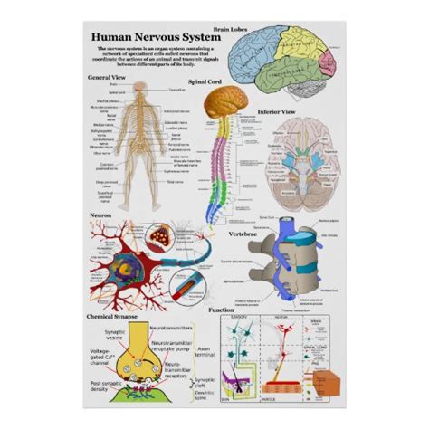 The central nervous system uses ascending and descending pathways to communicate with the external environment. Human Brain and Central Nervous System Diagram Poster | Zazzle.com