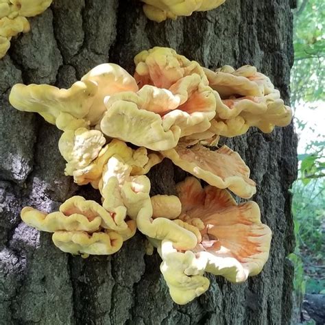 Chicken Of The Woods Laetiporus Sulphureus Insects Of Iowa