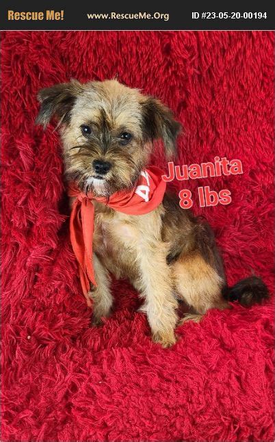 Adopt 23052000194 ~ Border Terrier Rescue ~ Newark De