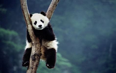 Panda Sitting On A Tree