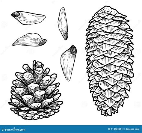 Pine Cone Illustration Drawing Engraving Ink Line Art Vector Stock