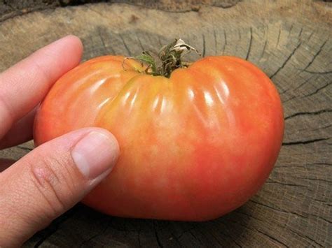 Pink Oxheart Tomato Seeds Qty 25 Etsy