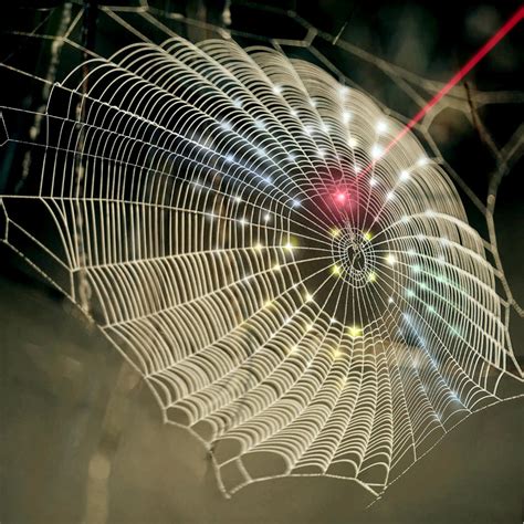Innovation Spins Spider Web Architecture Into 3d Biomedical Imaging