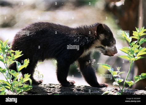 Tibetan Black Bear Stock Photo Alamy