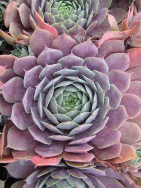 A beautiful selection for mass plantings or containers. Hens and Chicks - Purple Beauty | Purple succulents, Hens ...