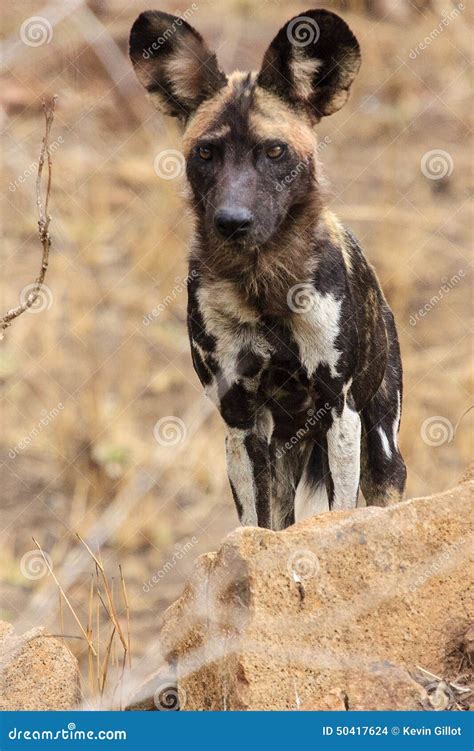 Afrikaanse Wilde Hond Stock Foto Image Of Gras Grijs 50417624