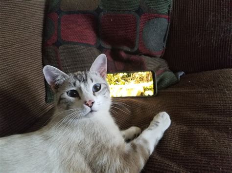 Found the cat aboard the liner! Lost Cat (Albuquerque, New Mexico) - Pan