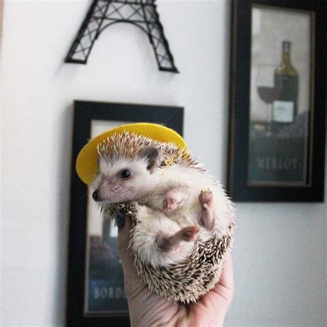 This Hedgehog Day Treat Yourself With 47 Pictures Of Hedgehogs With