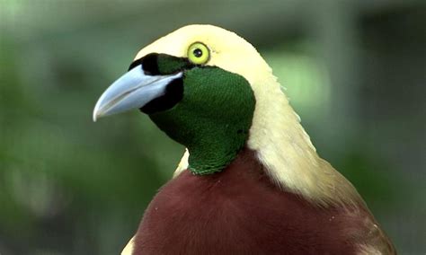 We carry a full line of quality foods, cages and toys. Flying Animal: Lesser bird of paradise