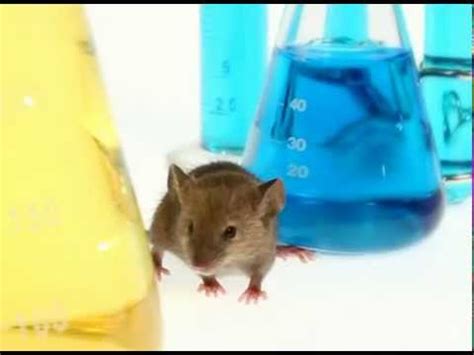 The natural ingredients in the spray annoy the rats to come out of the corners of your home no one wants a home that is infested with rodents, that can create havoc in your daily life. Repel Rodents with Victor PestChaser Repellents - YouTube