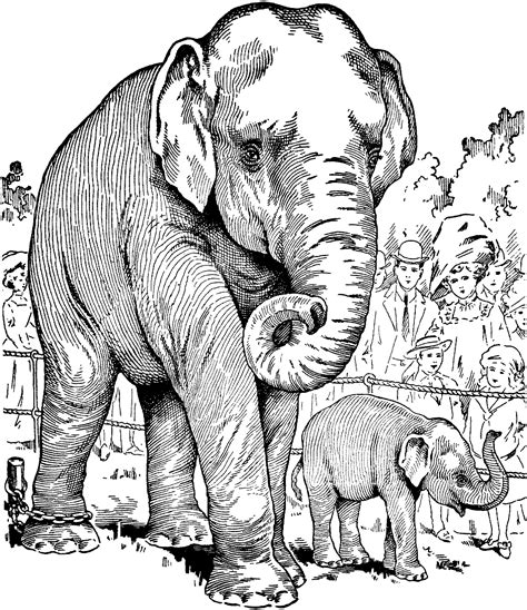 Everything has been classified in themes which are commonly used in primary education. Free Elephant Coloring Pages