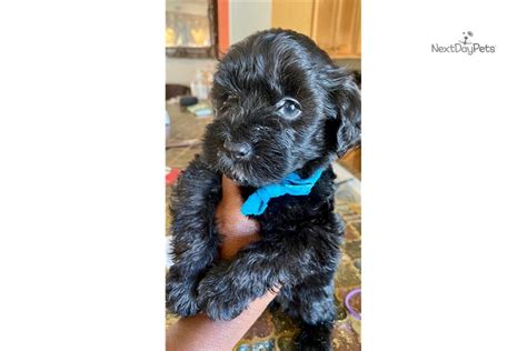 Bappie Schnoodle Puppy For Sale Near San Diego California 861206ac31