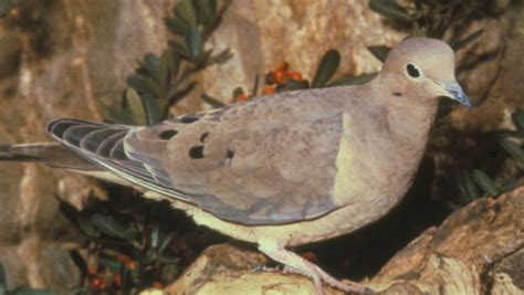 Mourning Dove The Texas Breeding Bird Atlas