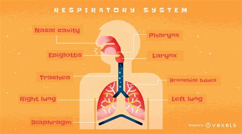 El Sistema Respiratorio Mind Map