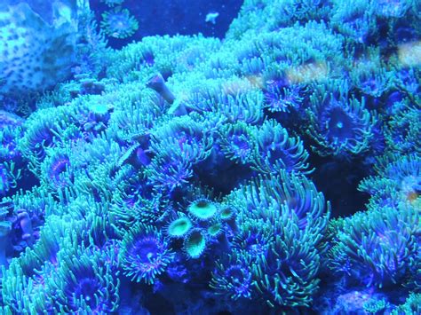 Free Images Water Underwater Blue Coral Reef