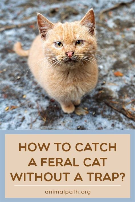 How To Catch A Feral Cat Without A Trap In 2022 Feral Cats Cats