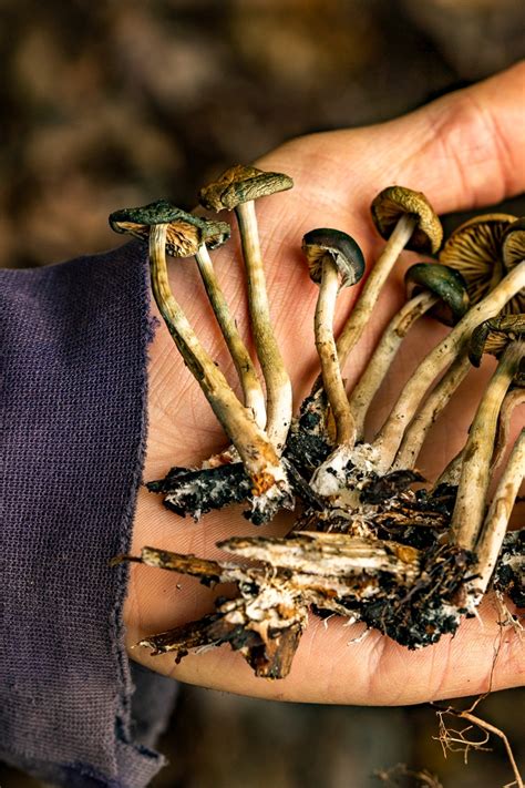How To Find Magic Mushrooms