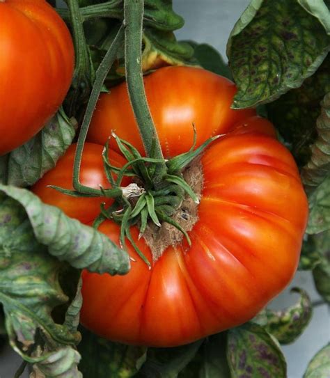 Tomato Beefmaster F1 Seeds From Shrubland Nurseries Suffolk