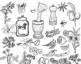 Spices Coloring Clipart Herb Herbs Template sketch template