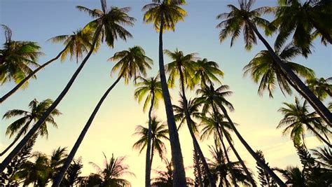 Download free palm tree png images. Palm tree background 1 » Background Check All