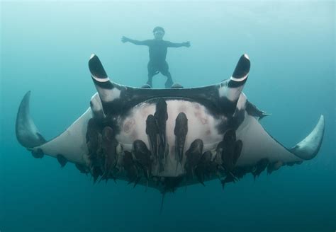 Meet The Scientist Snapping Selfies With Giant Manta Rays Giant Manta